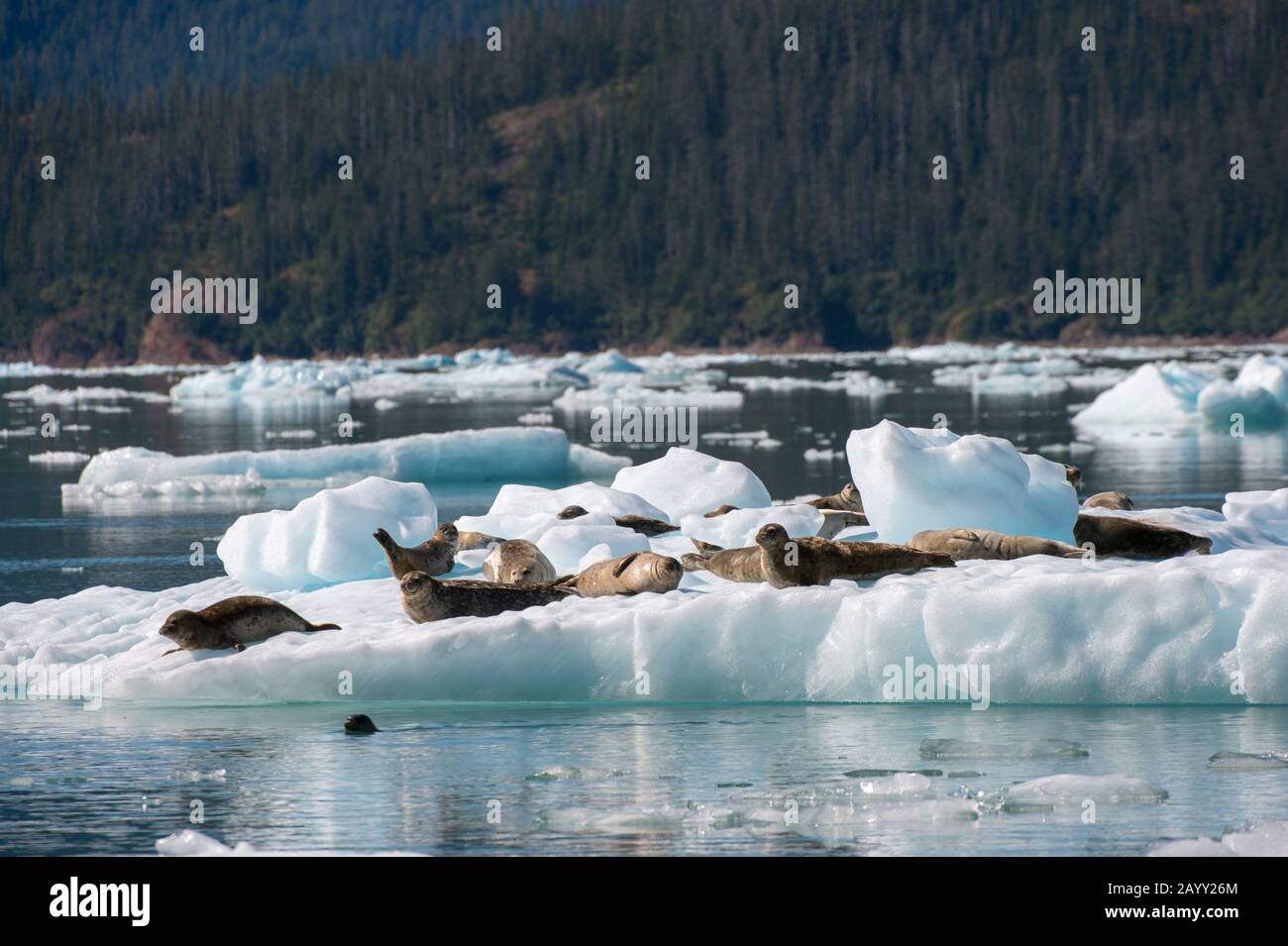 Phoque commun (Phoca vitulina) reposant sur des icebergs dans la baie de LeConte, nommé en l'honneur du biologiste californien Joseph LeConte, dans les Fores nationaux de Tongass Banque D'Images