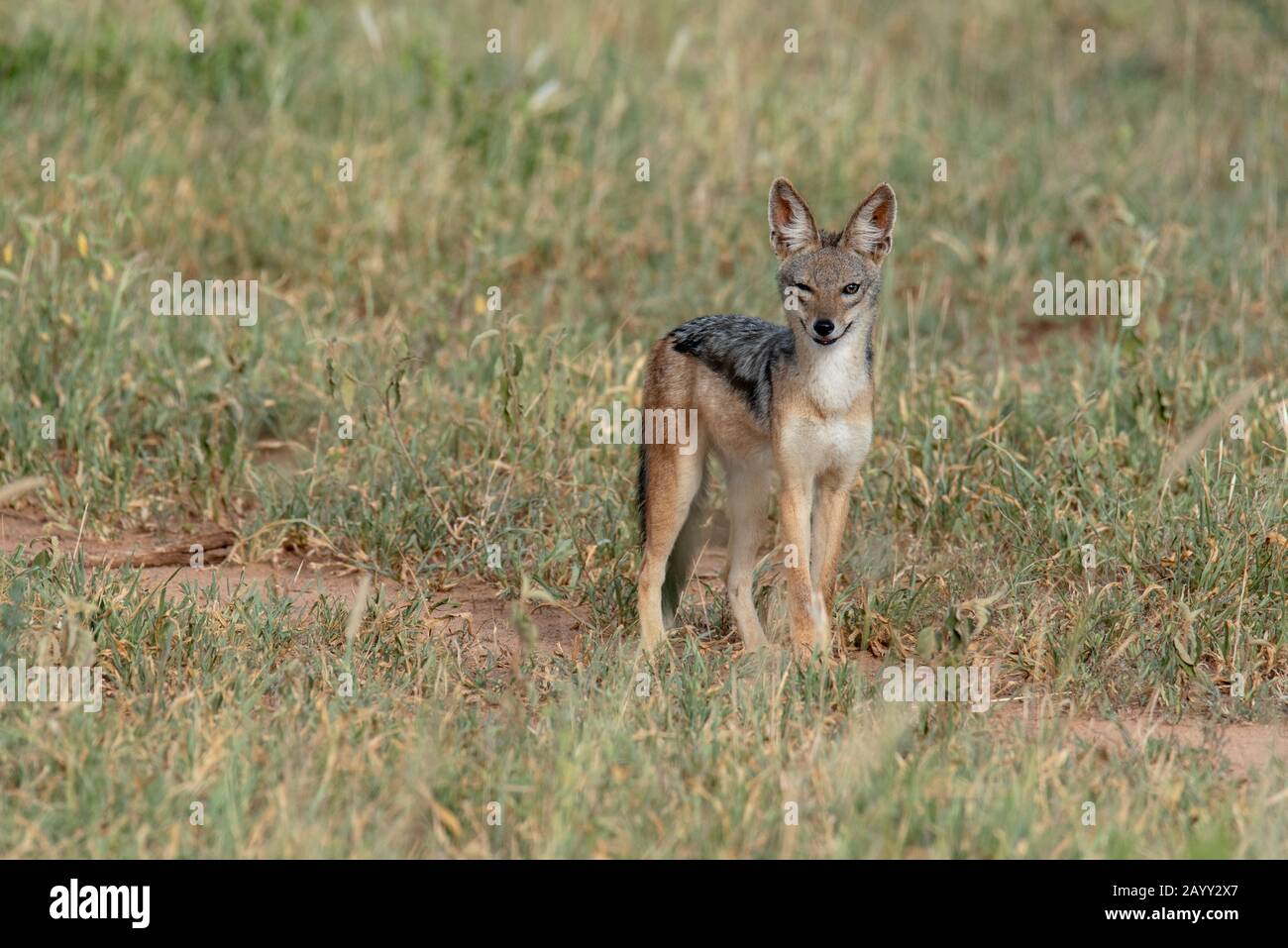 Un Jackal à dos noir ensangtant dans le parc national de Tarangire, en Afrique Banque D'Images