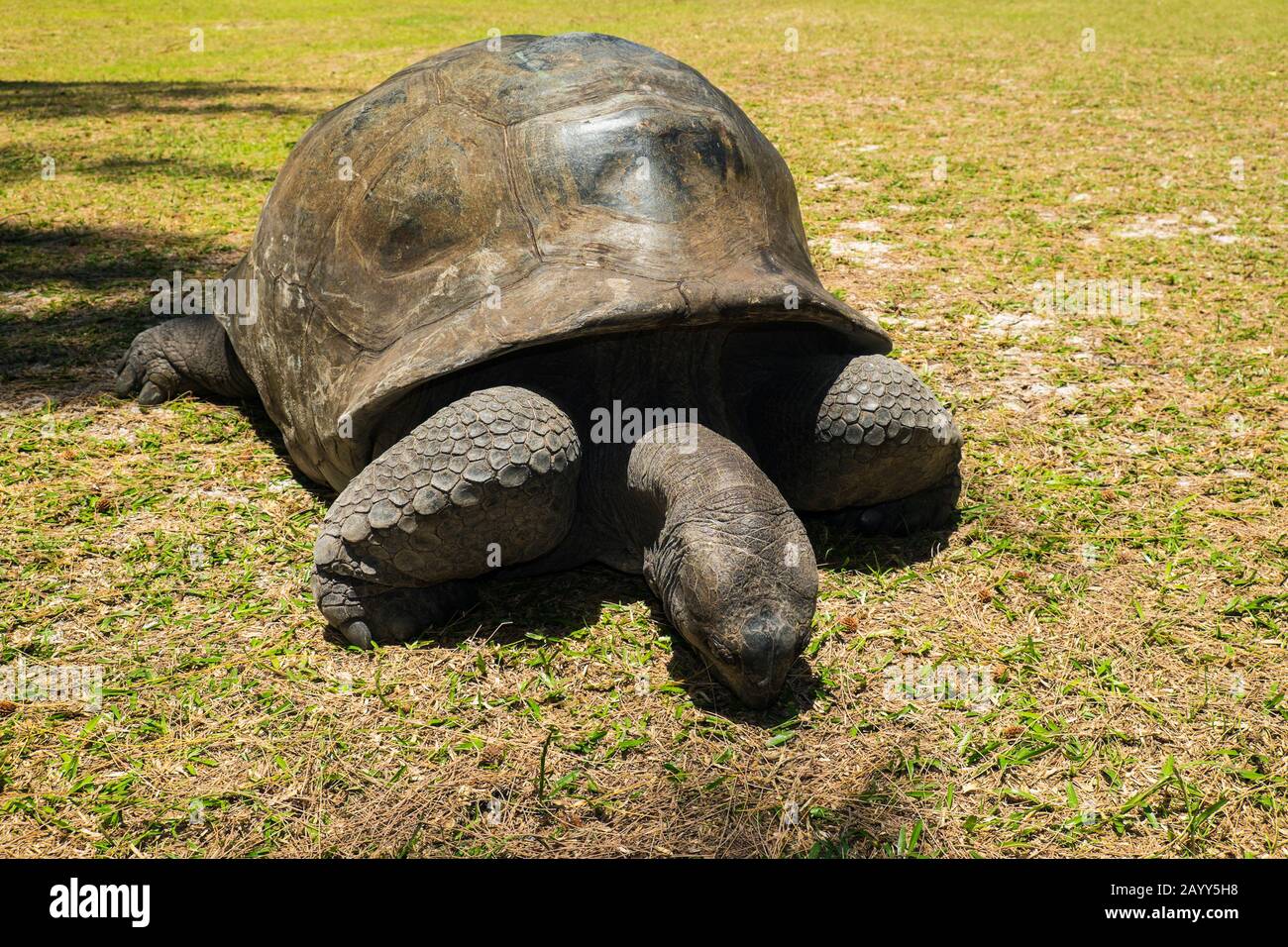 Aldabra Tortue géante (Aldabrachlys gigantea) à l'île de Curieuse, un havre protégé pour les tortues menacées Banque D'Images