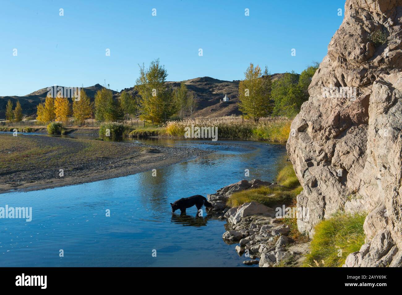 Chien buvant de la rivière Ongi près du monastère d'Ongiin Khiid dans le centre de la Mongolie. Banque D'Images