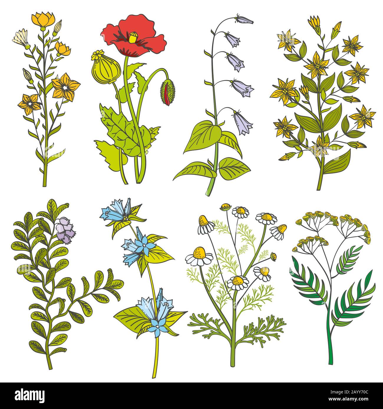 Herbes et fleurs sauvages illustration de couleurs vectorielles vintage. Ensemble de fleurs d'été et fleur colorée de printemps avec feuille Illustration de Vecteur