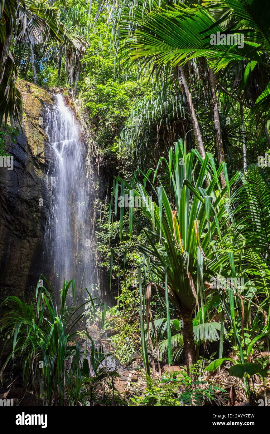 Chute d'eau dans la forêt de palmiers du parc national de Praslin, Ile de Praslin, Seychelles Banque D'Images