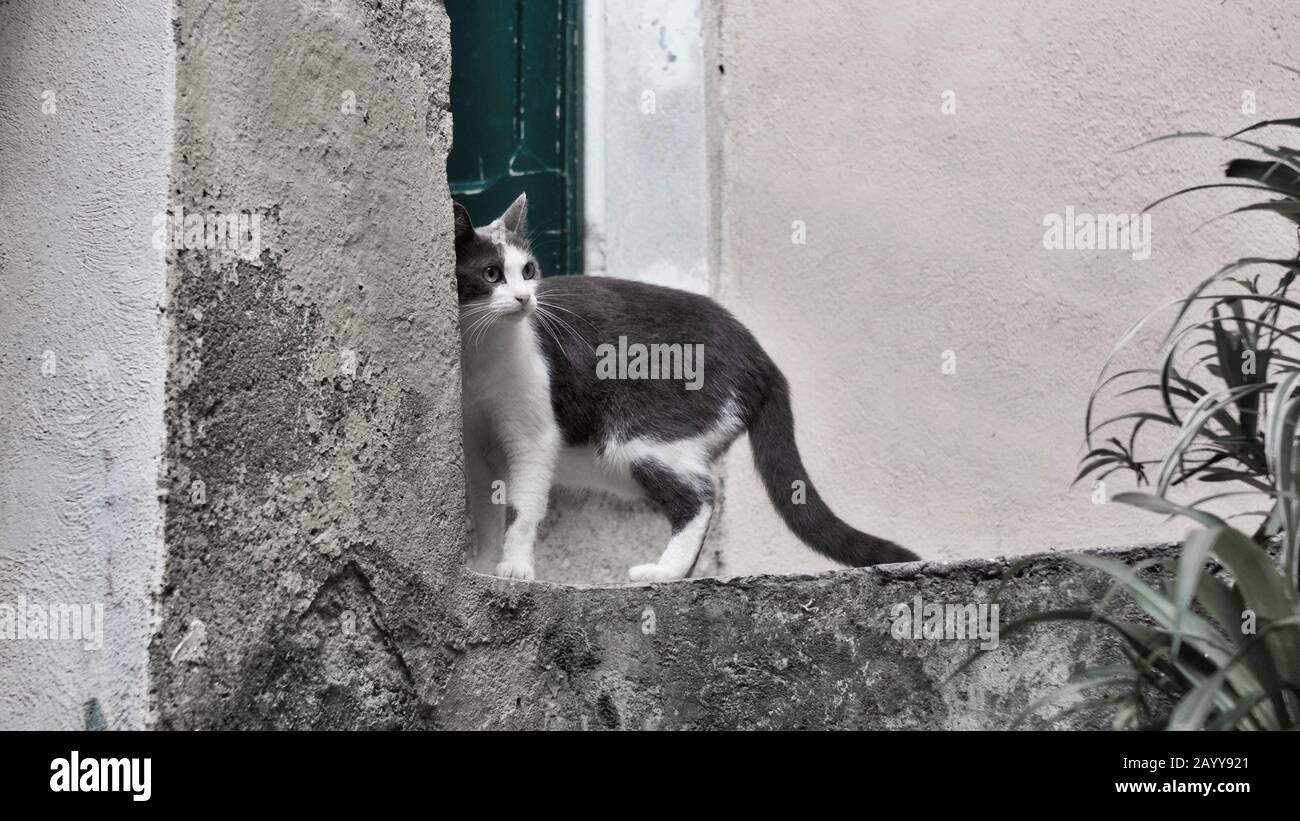 Petit chat concentré avant d'entrer dans la maison Banque D'Images