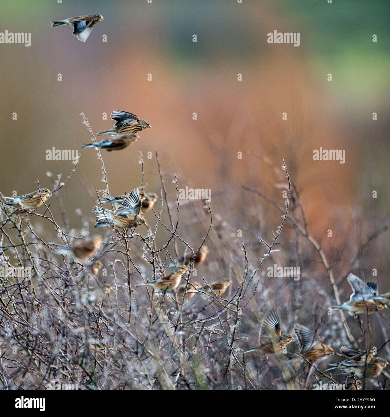 Troupeau d'oiseaux volant dans des buissons d'hiver Banque D'Images