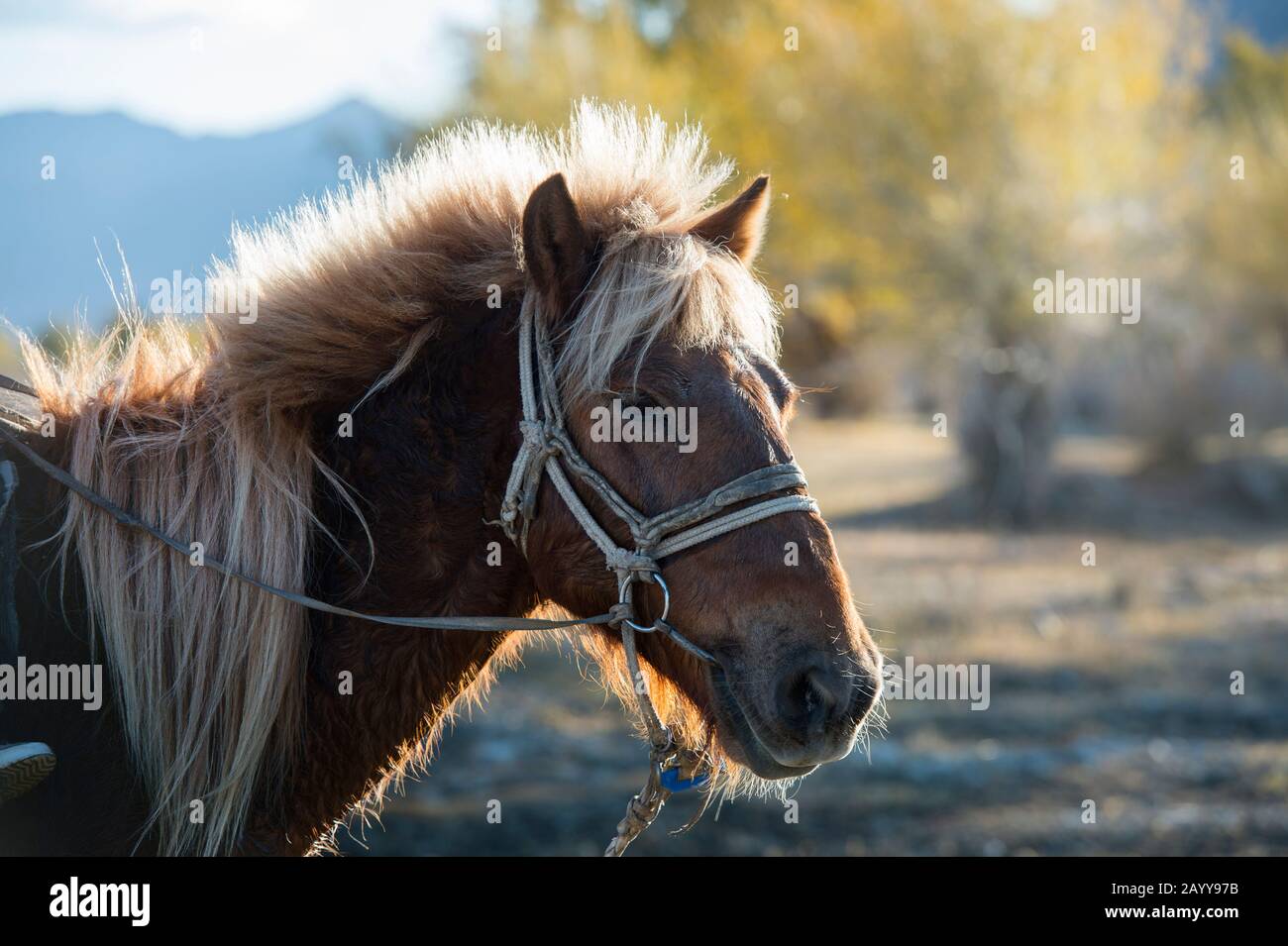 Portrait d'un cheval près de la ville d'Ulgii (Ölgii) dans la province de Bayan-Ulgii dans l'ouest de la Mongolie. Banque D'Images