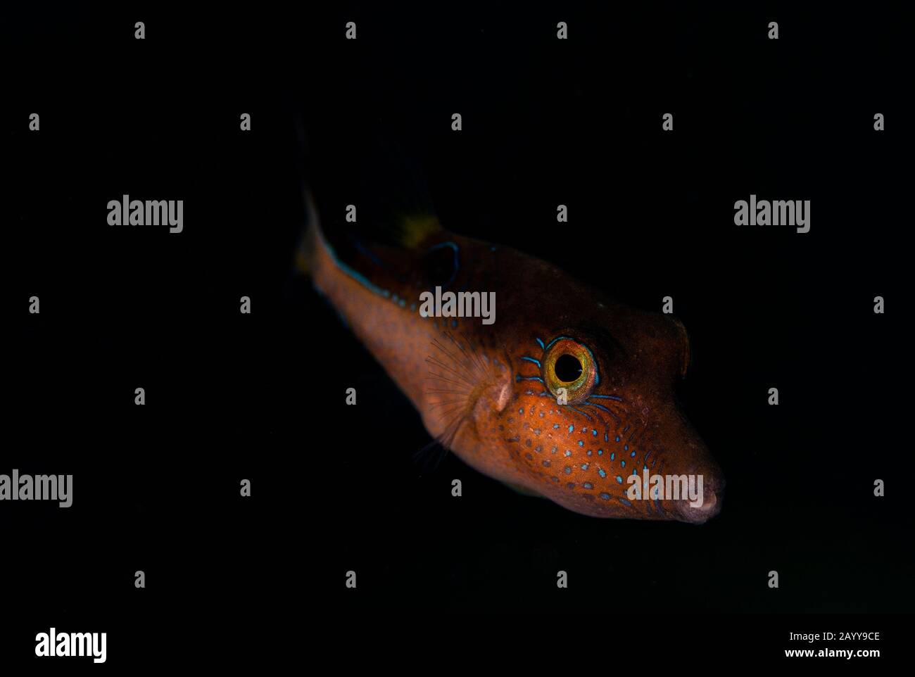 Un puffer de la Valentin explore le récif de Buddy à Bonaire, aux Pays-Bas. Le nom scientifique est Canthigaster valentine. Banque D'Images