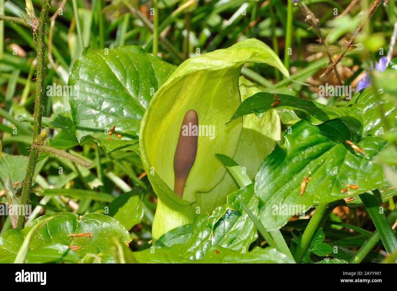 Lords-and-Ladies,'Arum maculatum',aussi 'cuckoo pint',plante boisée,printemps,fleur,Somerset, Royaume-Uni Banque D'Images