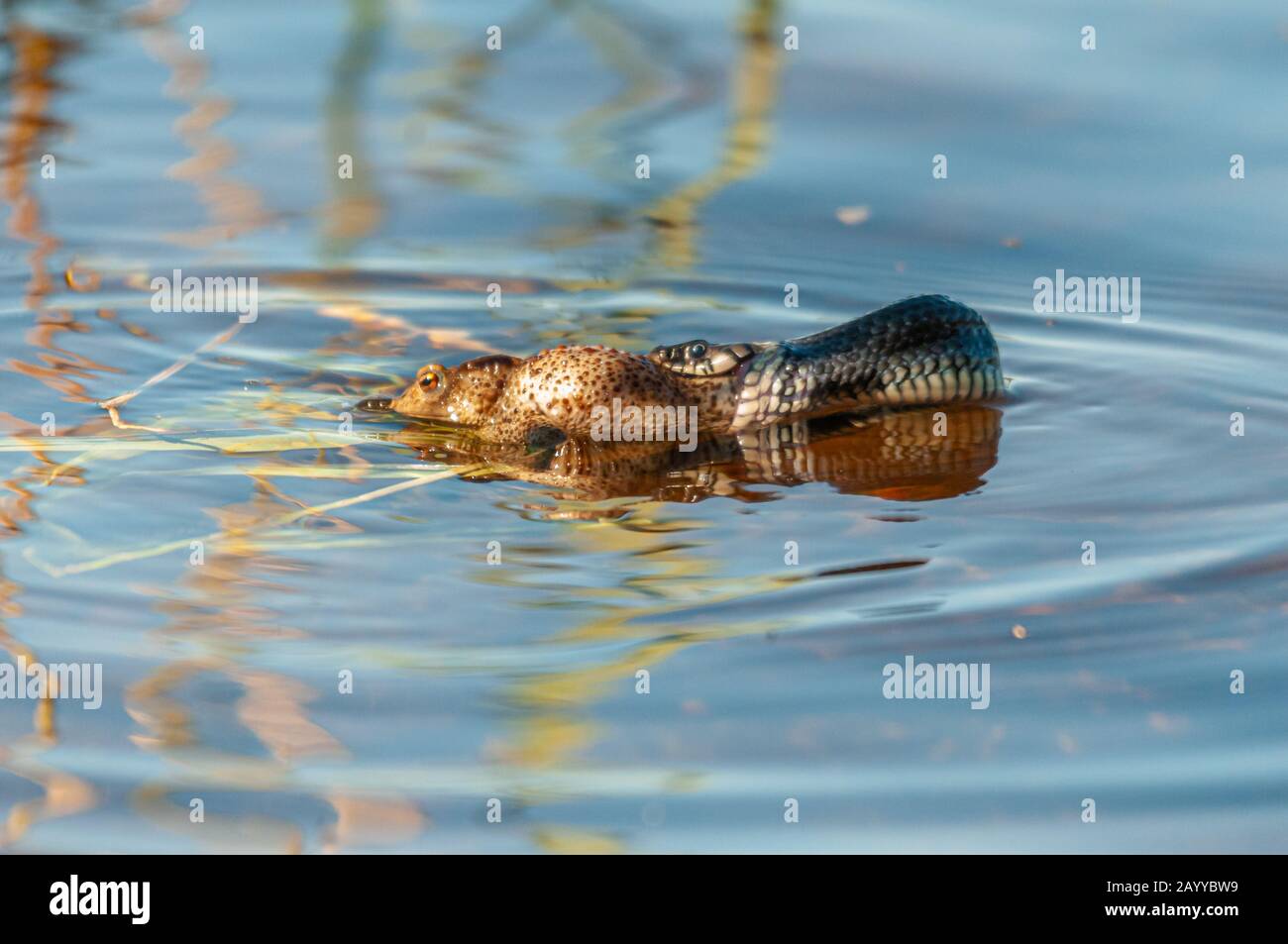 Sölndal Suède, 19/08-15. Serpent d'herbe (Natrix natrix) chasse une Toad commune, (Bufo bufo) dans un lac d'eau douce, créant des ondulations sur l'eau. Banque D'Images