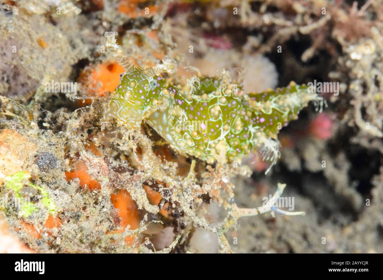 Lièvre d'Amérique, Petalifera ramosa, détroit de Lembeh, Sulawesi Nord, Indonésie, Pacifique Banque D'Images