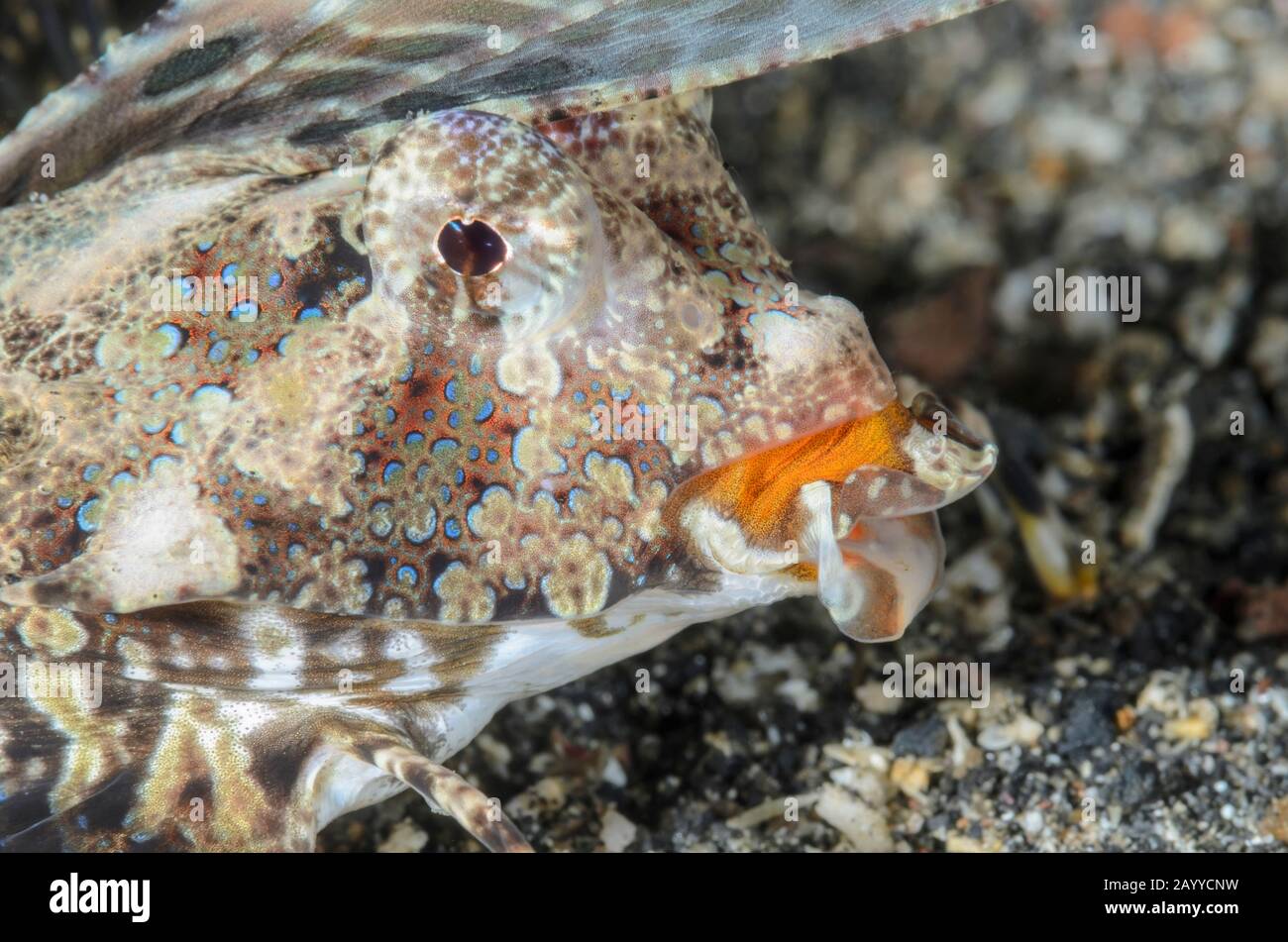 Dragonet Orange Et Noir, Dactylopus Kuiteri, Détroit De Lembeh, Sulawesi Nord, Indonésie, Pacifique Banque D'Images