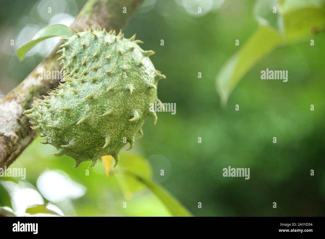 Soursop croissance des fruits tropicaux dans l'arbre Antona muricata dans la forêt tropicale, Sainte-Lucie, Caraïbes. Banque D'Images