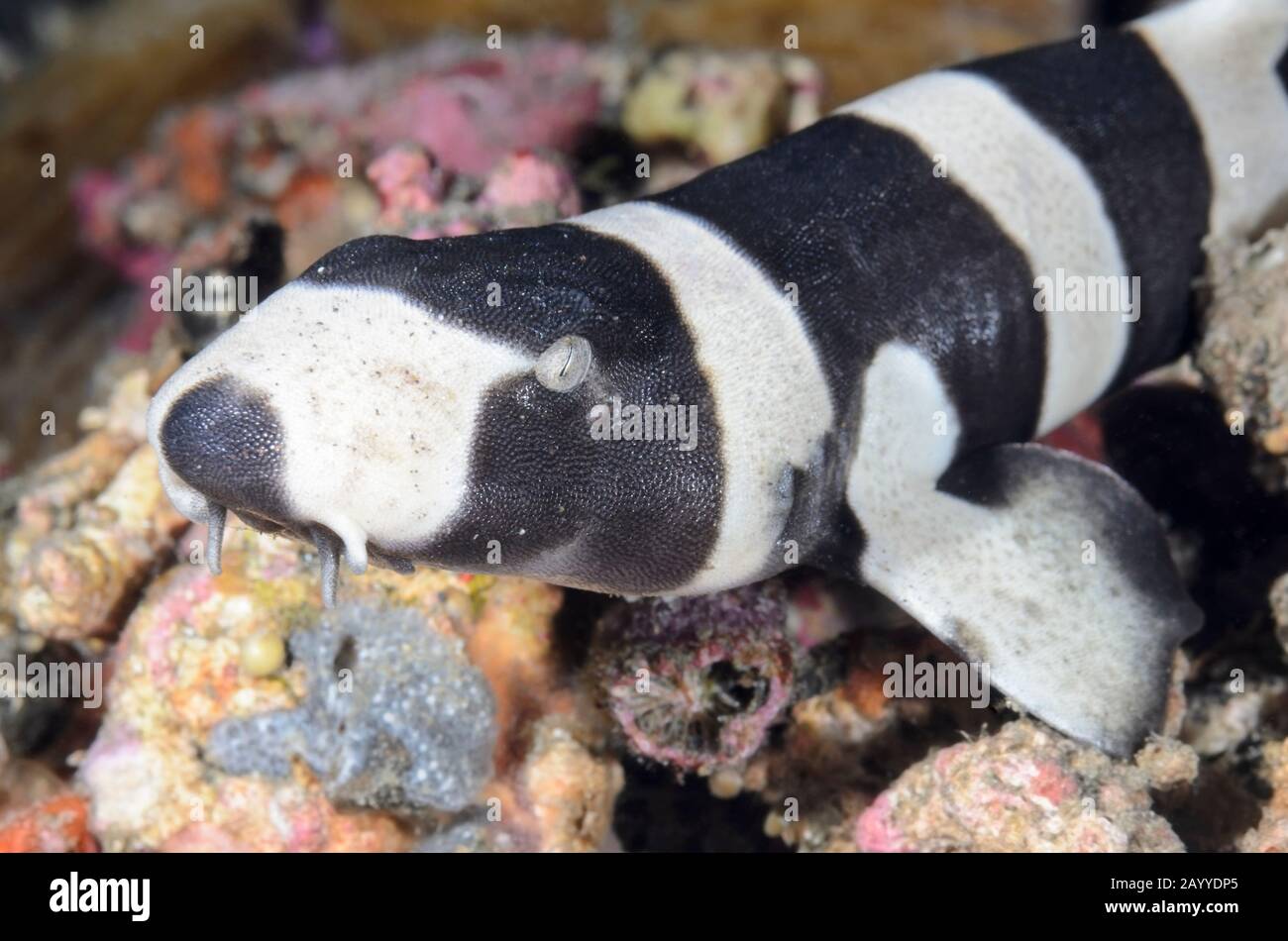 Requin bambou à bandes brunes, punctatum de Chiloscyllium, détroit de Lembeh, Sulawesi du Nord, Indonésie, Pacifique Banque D'Images