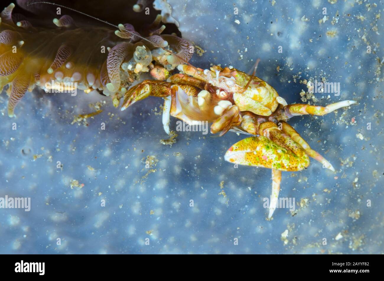 Crabe De Porcelaine À Épines, Neopetrolisthes Spinatus, Détroit De Lembeh, Sulawesi Du Nord, Indonésie, Pacifique Banque D'Images