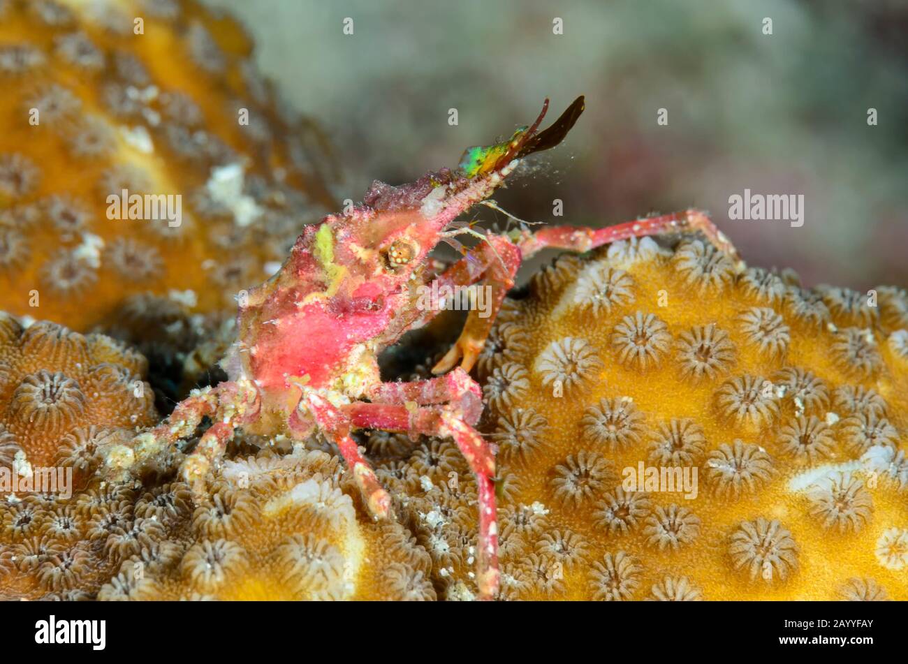 Crabe décorateur, Hyastenus sp., le Détroit de Lembeh, au nord de Sulawesi, Indonésie, Pacifique Banque D'Images