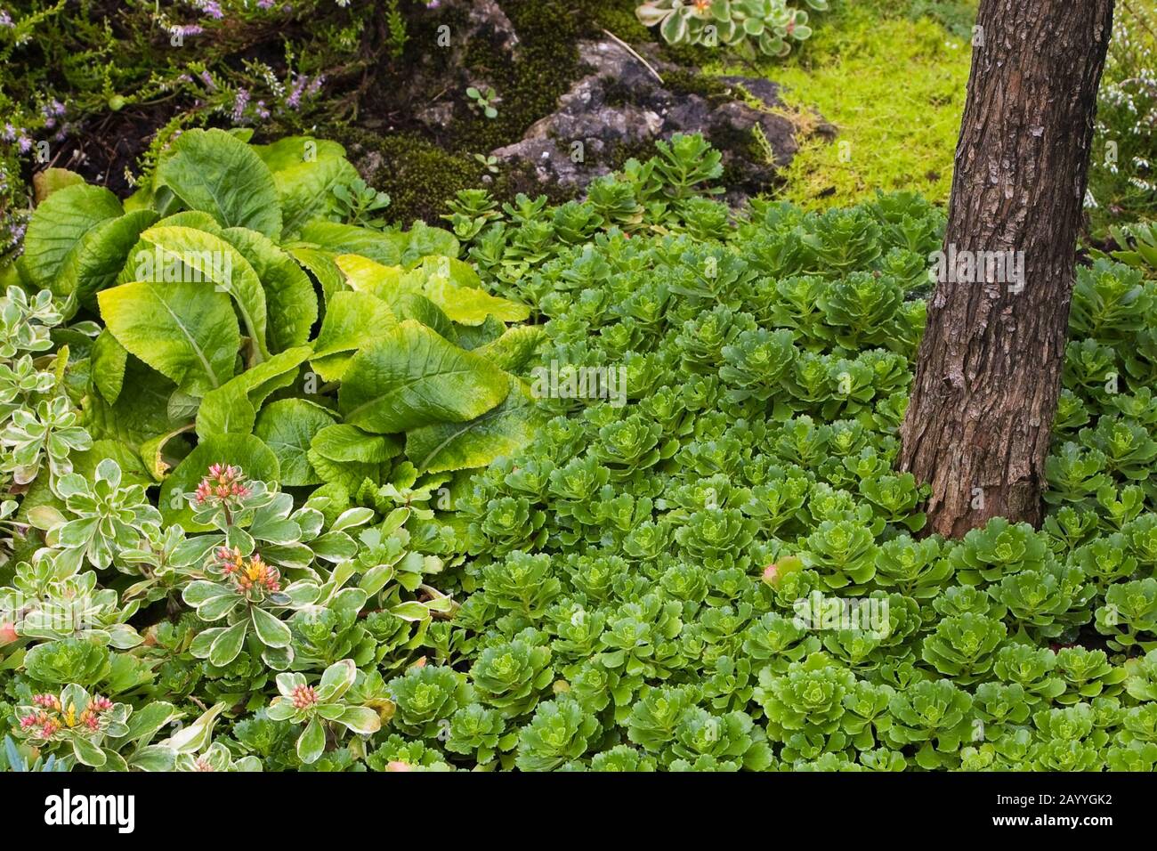 Sedum kamtskaticum 'Variegatum', Primula polyanthus, Sedum - Stonecrops à côté du tronc d'arbre dans le jardin d'arrière-cour en été. Banque D'Images
