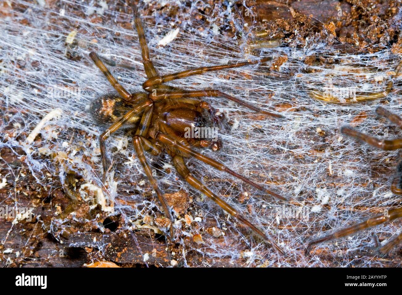 Araignée à lacets, araignée à lacets, tisserand à fenêtres, pièces buccales à araignée maison (Amarobius fenestralis), sur son web, Allemagne Banque D'Images