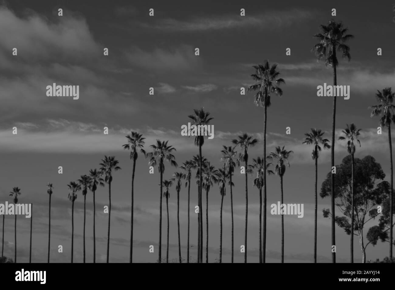 Grands palmiers symétriques contre ciel nuageux en noir et Blanc Banque D'Images