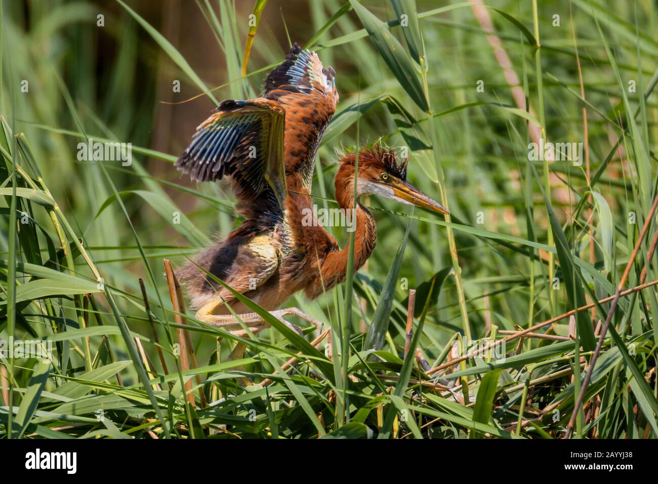 Heron pourpre (Ardea purpurea), jeune oiseau marchant à travers l'herbe haute, répand les ailes, Allemagne, Bavière, Niederbayern, Basse-Bavière Banque D'Images