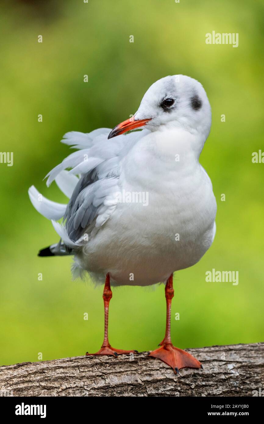 Petit crâne (Hydrocoléeus minutus, Larus minutus), perchage immatures sur une branche Banque D'Images