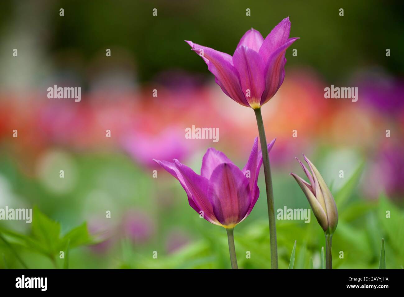 Tulipe de jardin commune (Tulipa 'Maytime', Tulips Maytime), cultivar Maytime Banque D'Images