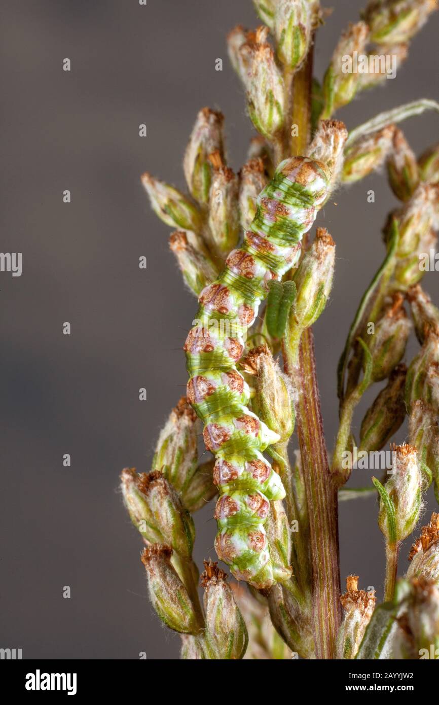 Moth de bois (Cucullia absinthii, Cucullia clausa), caterpillar bien camouflé sur le mugwort commun, Allemagne Banque D'Images