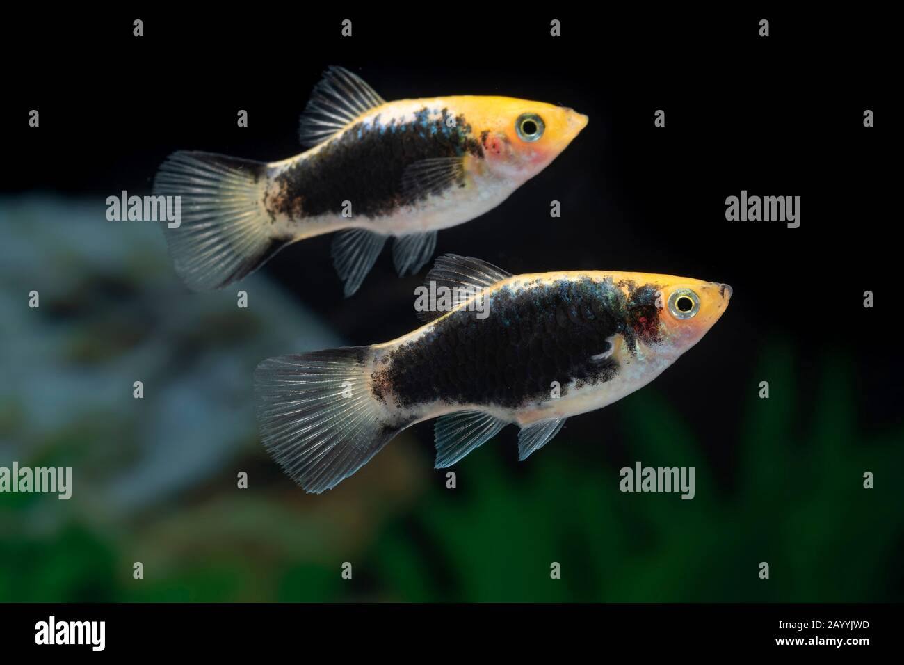 Platyfish méridional (Xiphophophorus maculatus), forme de reproduction Gelb Tuxedo Komet, paire Banque D'Images