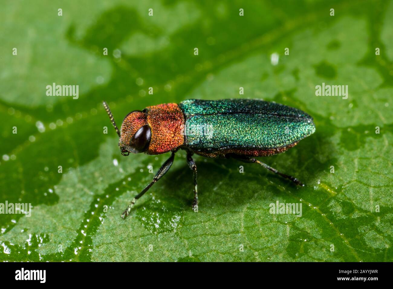 Jewel beetle, coléoptère bois métallique (Anthaxia nitidula), Femme, Allemagne Banque D'Images