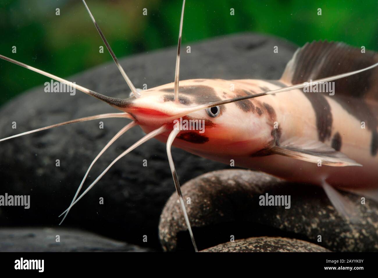 Poisson-chat de marche, poisson-chat de Broadmouth (Clarias batrachus Marmor), marbre Banque D'Images