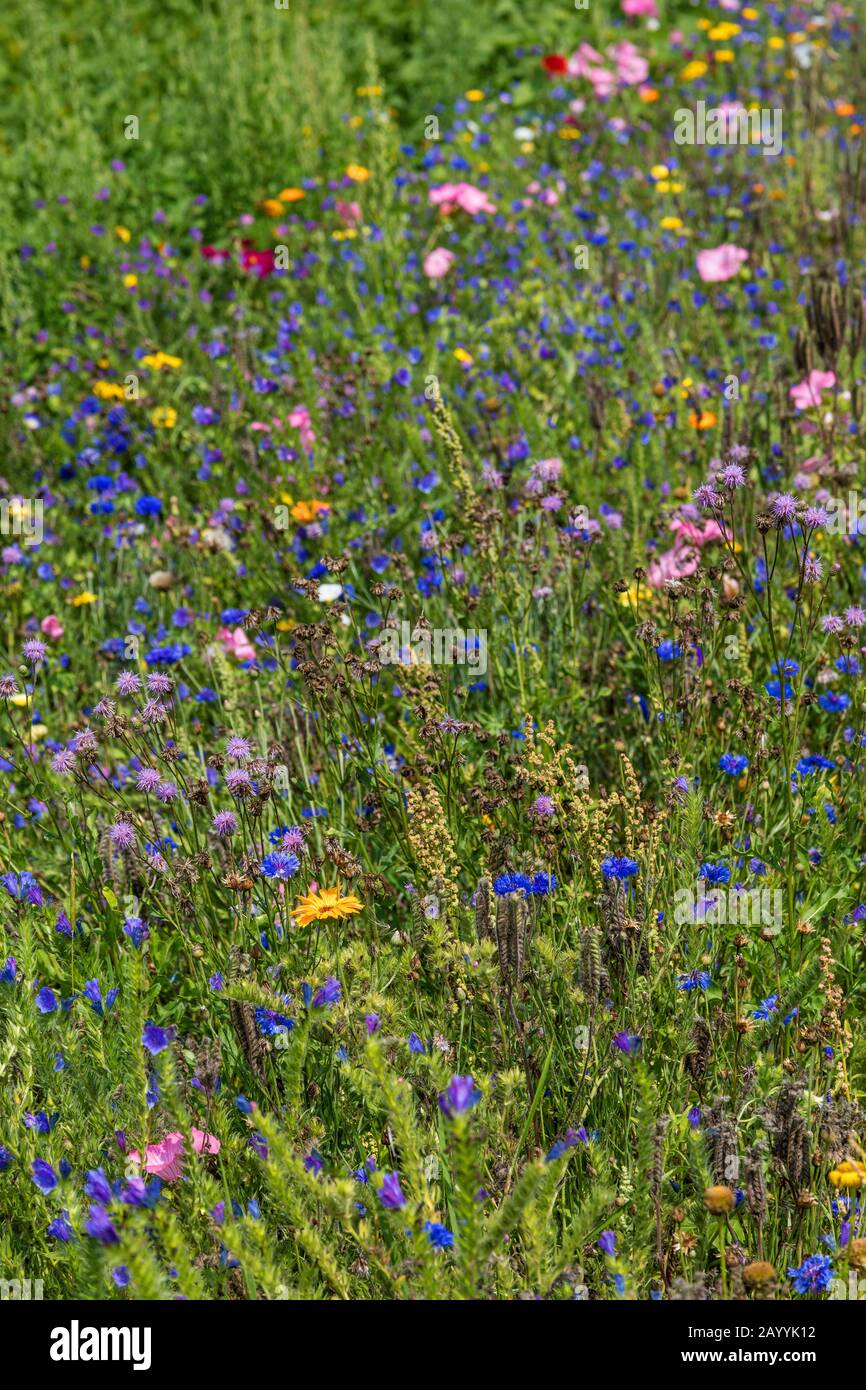 Bordure florissante dans un champ avec des plantes semées, Allemagne Banque D'Images