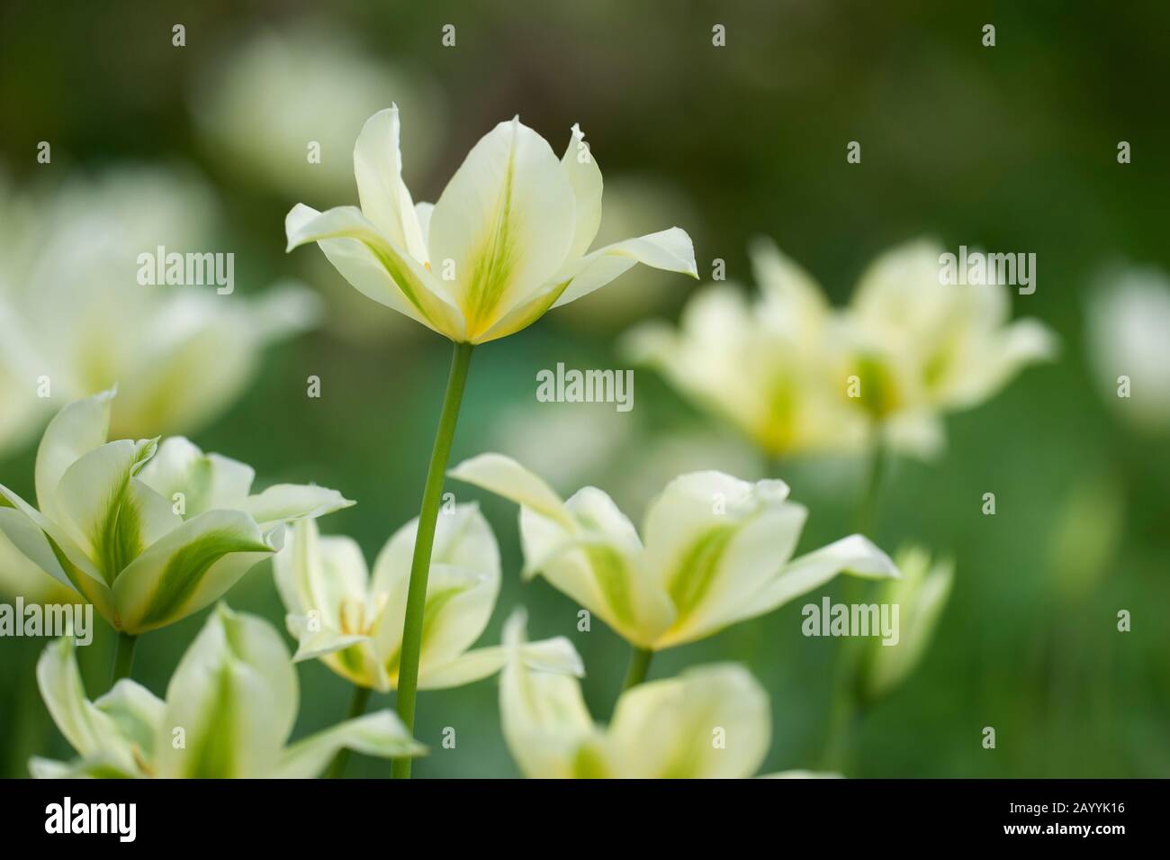 Viridiflora-Tulip (Tulipa viridiflora), floraison Banque D'Images