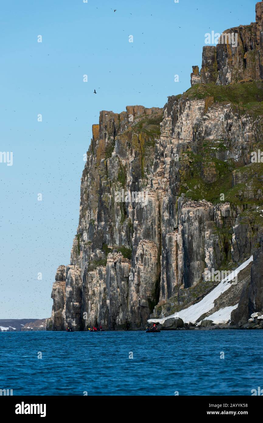 Vue sur la falaise d'oiseaux Alkefjellet à Lomfjordhalvøya dans Ny-Friesland à Spitsbergen, Svalbard, Norvège, où des milliers de marmettes De Brün ou De Brün à facture Épaisse Banque D'Images Vue sur la falaise d'oiseaux Alkefjellet à Lomfjordhalvøya dans Ny-Friesland à Spitsbergen, Svalbard, Norvège, où des milliers de marmettes De Brün ou De Brün à facture Épaisse Banque D'Images
