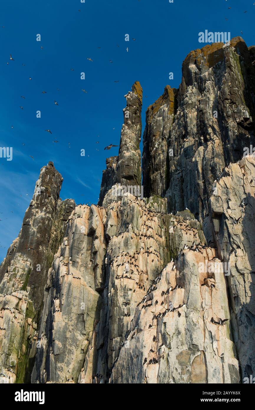 Vue sur la falaise d'oiseaux Alkefjellet à Lomfjordhalvøya dans Ny-Friesland à Spitsbergen, Svalbard, Norvège, où des milliers de marmettes De Brün ou De Brün à facture Épaisse Banque D'Images Vue sur la falaise d'oiseaux Alkefjellet à Lomfjordhalvøya dans Ny-Friesland à Spitsbergen, Svalbard, Norvège, où des milliers de marmettes De Brün ou De Brün à facture Épaisse Banque D'Images