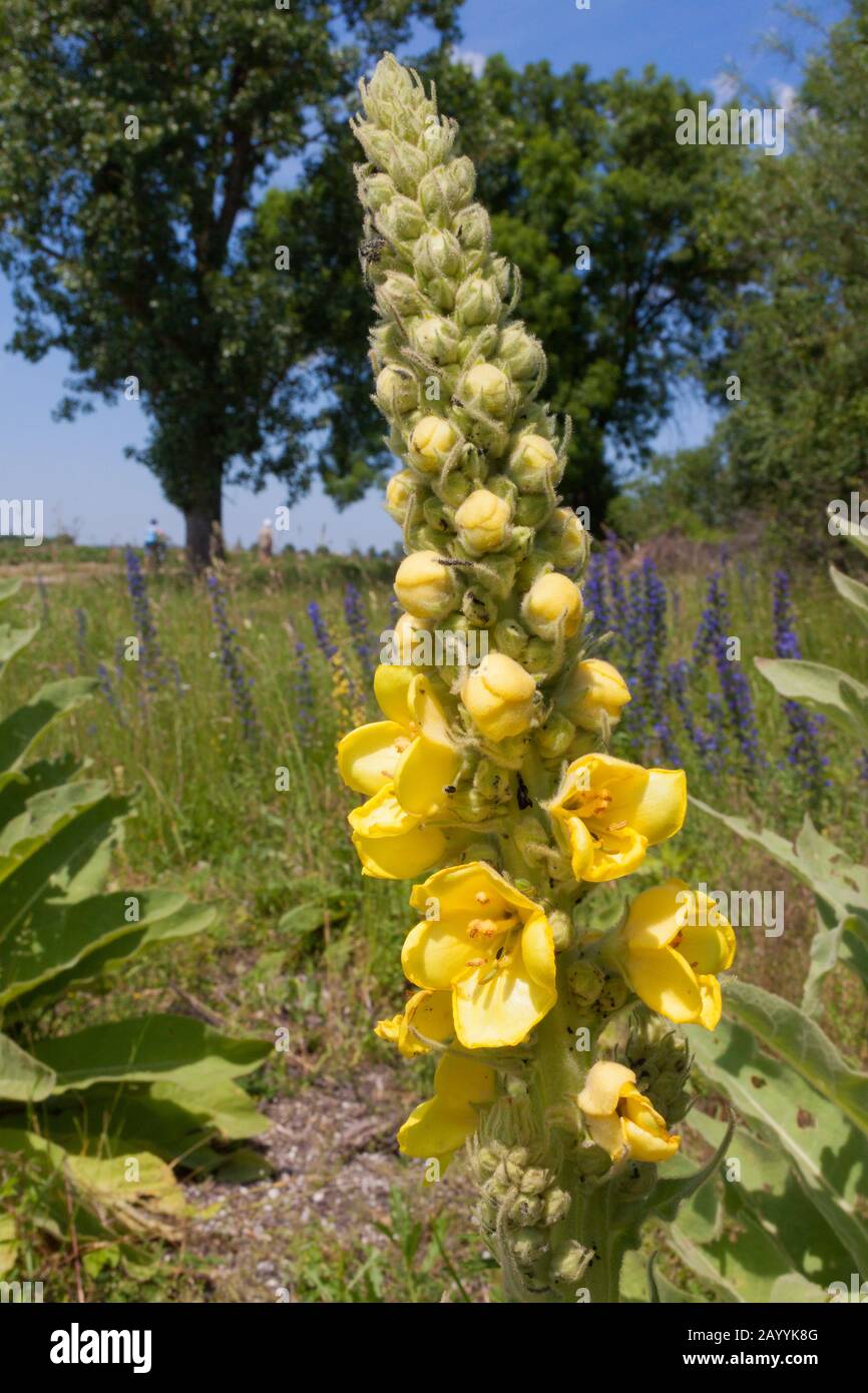 Molène à fleurs denses, molène (Verbascum densiflorum dense), inflorescence, Allemagne Banque D'Images