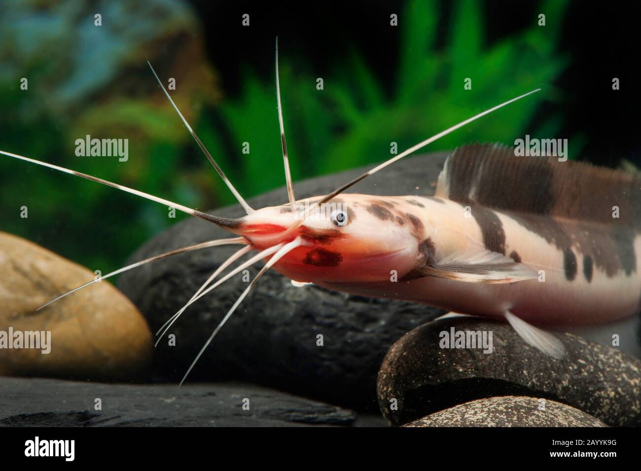 Poisson-chat de marche, poisson-chat de Broadmouth (Clarias batrachus Marmor), marbre Banque D'Images