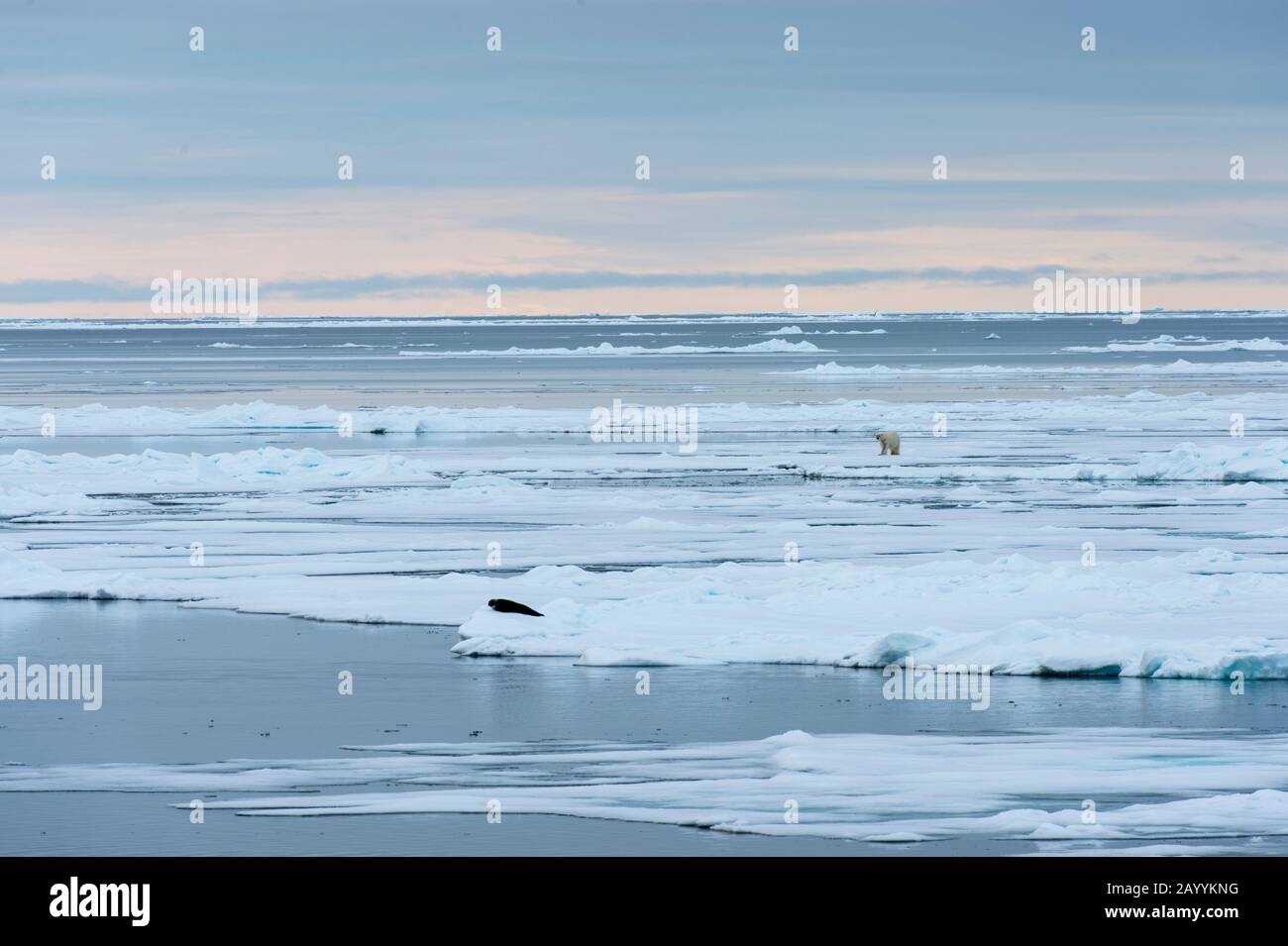 Un ours polaire (Ursus maritimus) approche un phoque de Harp (Pagophilus groenlandicus) sur la glace à emporter au nord de Svalbard, en Norvège. Banque D'Images