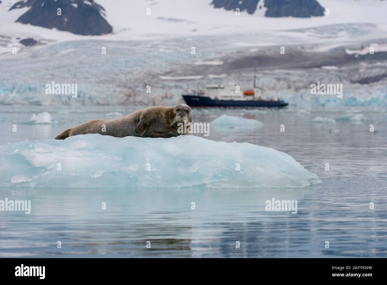 Un phoque barbu (Erignathus barbatus) reposant sur une icefloe au glacier Lilliehook à Lilliehookfjorden, Svalbard, Norvège avec un shi de croisière d'expédition Banque D'Images
