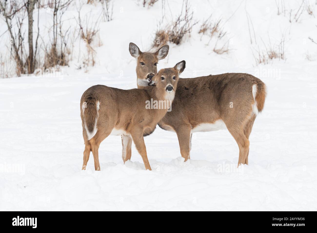 Cerf de Virginie (Odocoileus virginianus), hiver, est de l'Amérique du Nord, par Dominique Braud/Dembinsky photo Assoc Banque D'Images