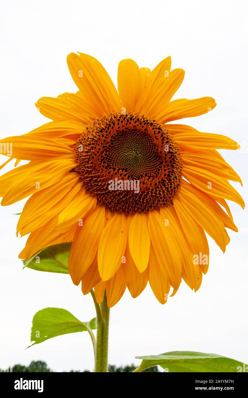 Tournesol domestique géant, par James D Coppinger/Dembinsky photo Assoc Banque D'Images