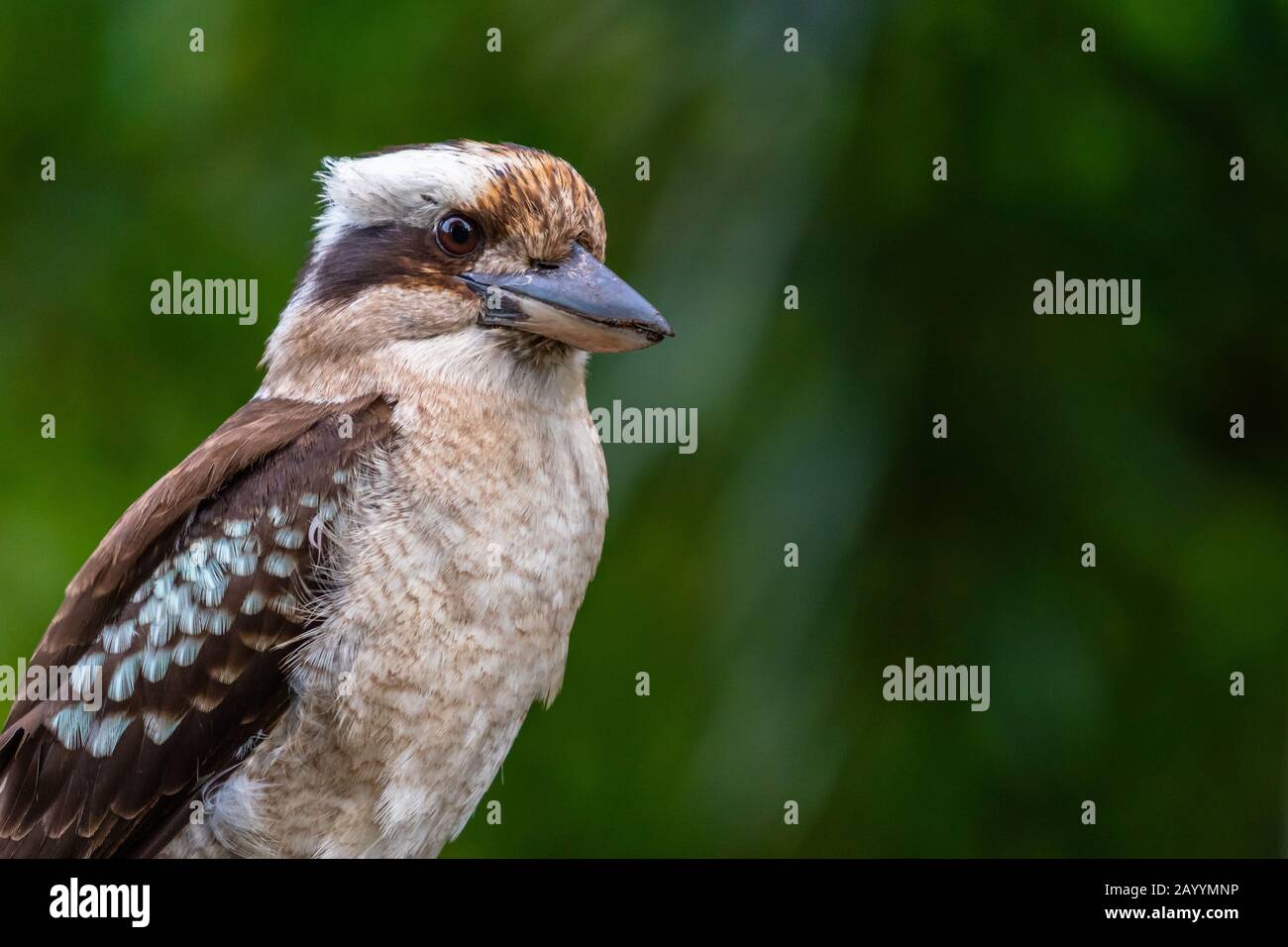 Gros plan sur un Kookaburra En Riant sur fond vert foncé Banque D'Images