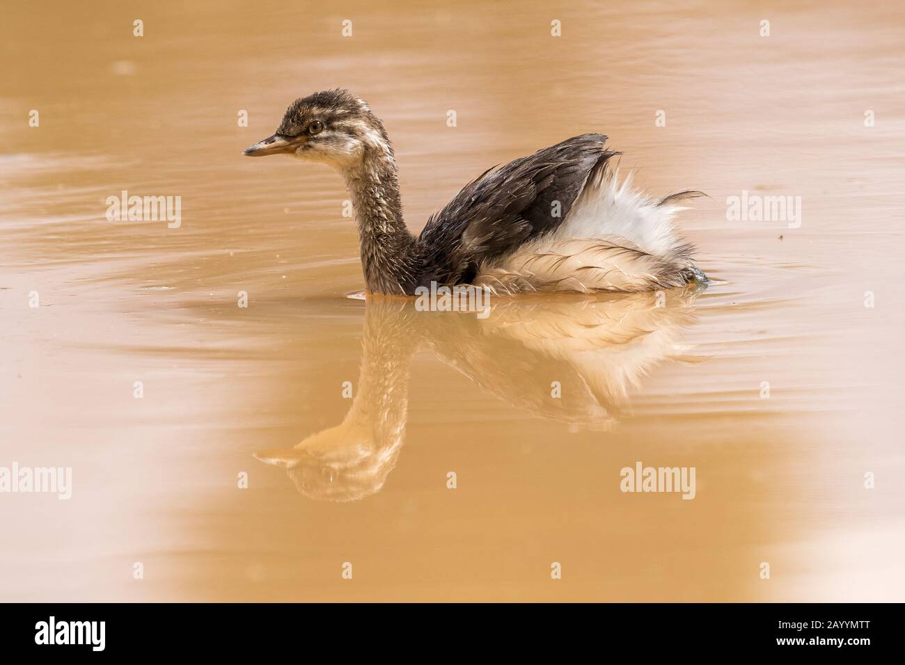 Little Grebe sur l'eau avec réflexion Banque D'Images