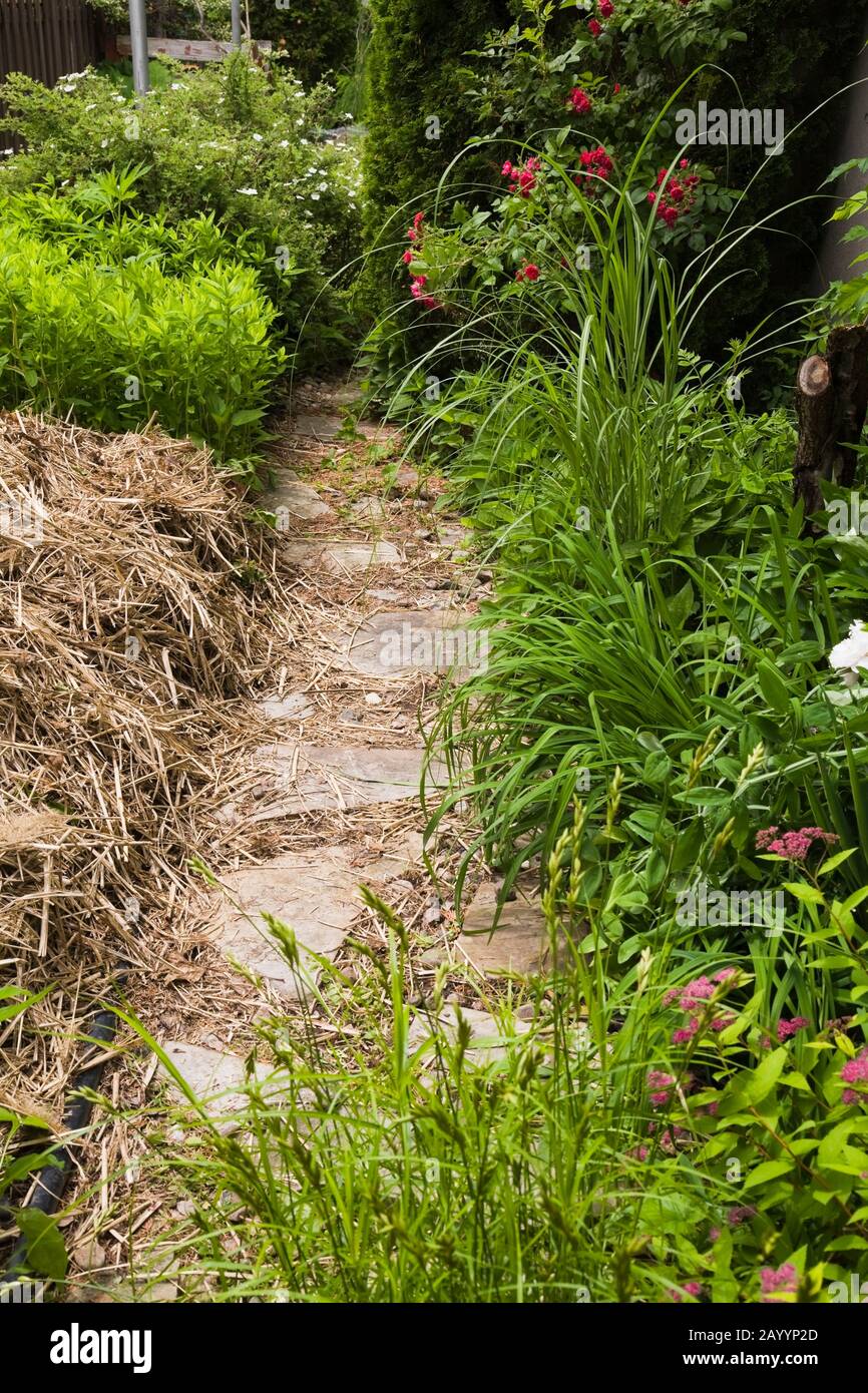 Sentier de flagelès à travers les frontières avec la paille et les plantes fleuries dans le jardin biologique de l'arrière-cour à la fin du printemps. Banque D'Images