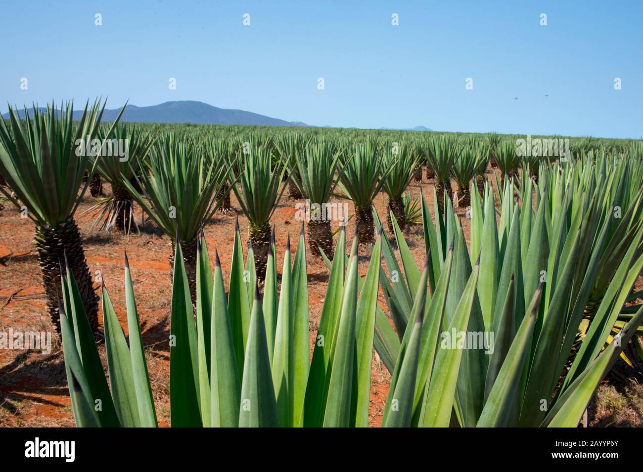 Plantation de sisal (Agave sisalana) près de Berenty dans le sud de Madagascar. Les fibres sont utilisées pour la production de cordes et de ficelle. Banque D'Images