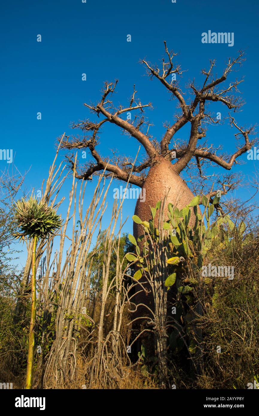 Arbre de pivoine baobab (Adansonia rubrostipa) près De La Réserve Berenty dans le sud de Madagascar. Banque D'Images