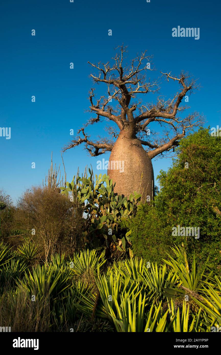 Arbre de pivoine baobab (Adansonia rubrostipa) près De La Réserve Berenty dans le sud de Madagascar. Banque D'Images