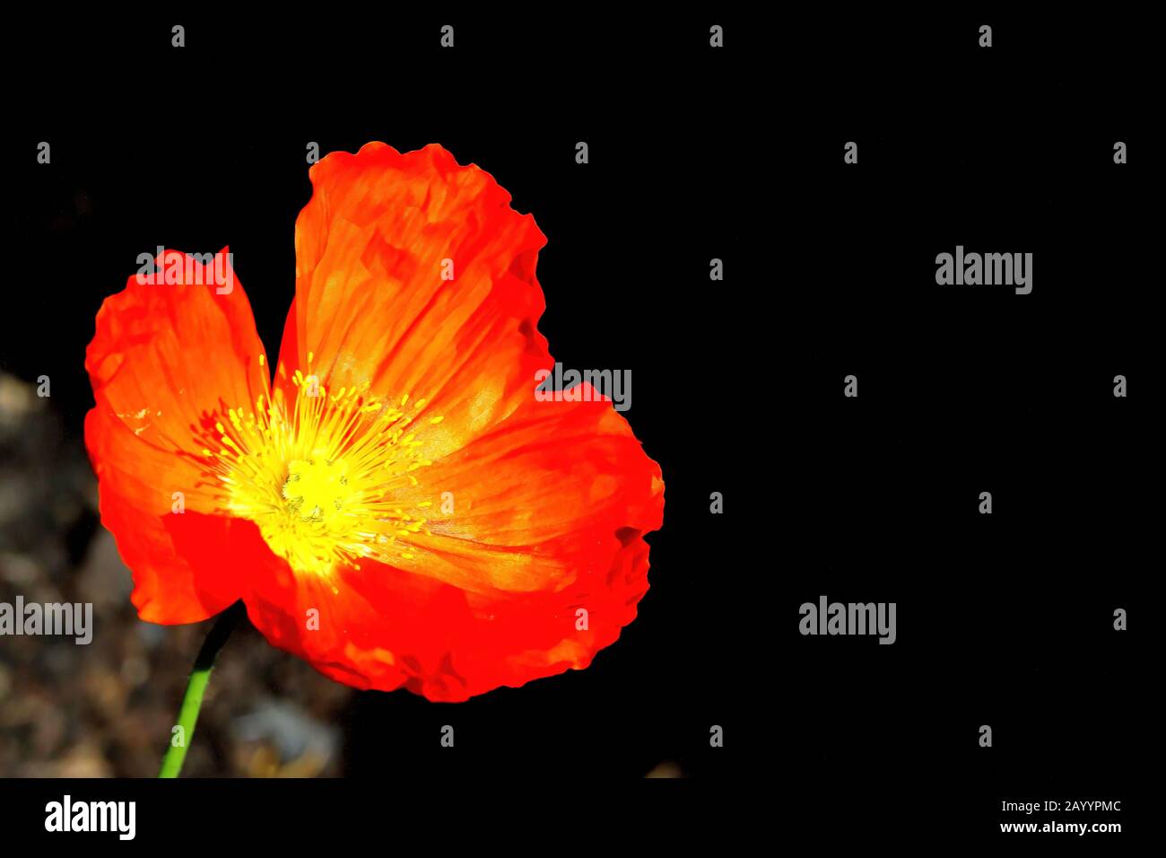 Fleurs: Une fleur orange vif avec de grands pétales dans les jardins botaniques. Banque D'Images