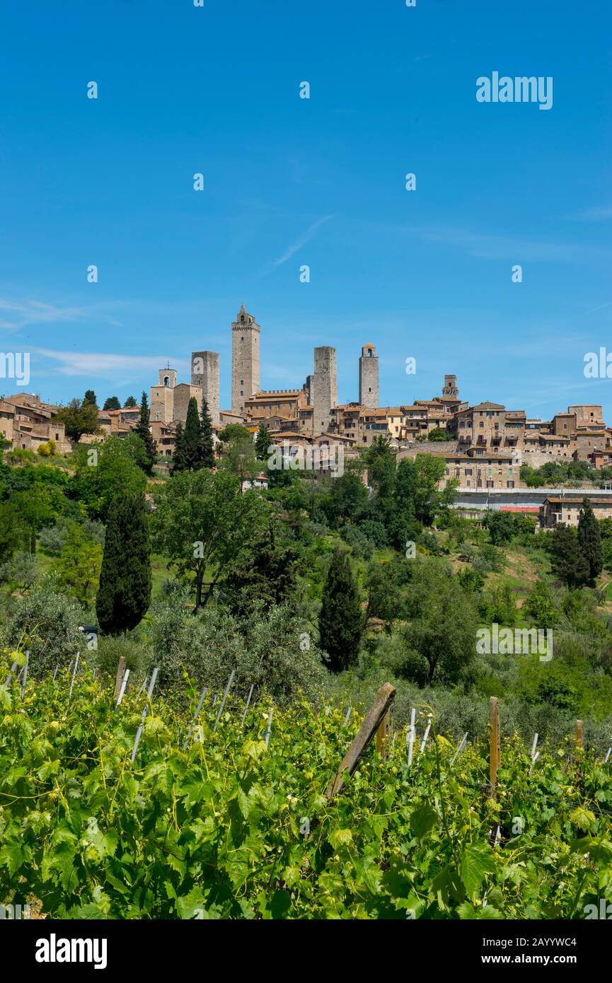 Vue sur la ville médiévale fortifiée de San Gimignano avec ses vignobles en premier plan en Toscane, en Italie. Banque D'Images