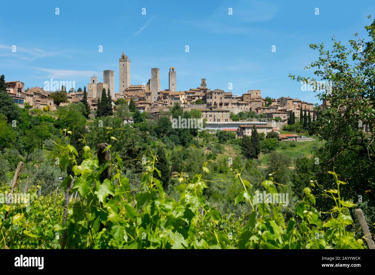 Vue sur la ville médiévale fortifiée de San Gimignano avec ses vignobles en premier plan en Toscane, en Italie. Banque D'Images