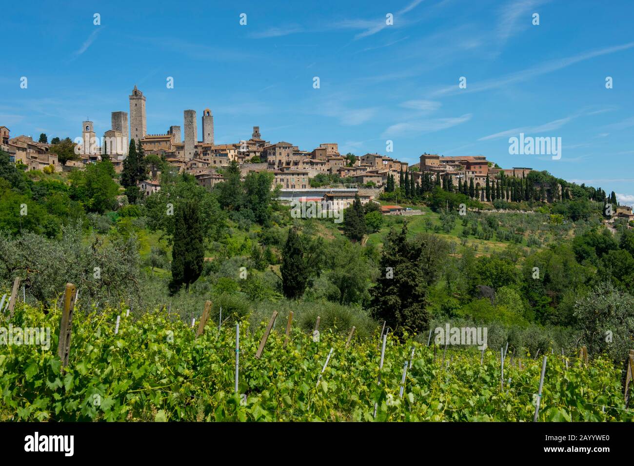 Vue sur la ville médiévale fortifiée de San Gimignano avec ses vignobles en premier plan en Toscane, en Italie. Banque D'Images