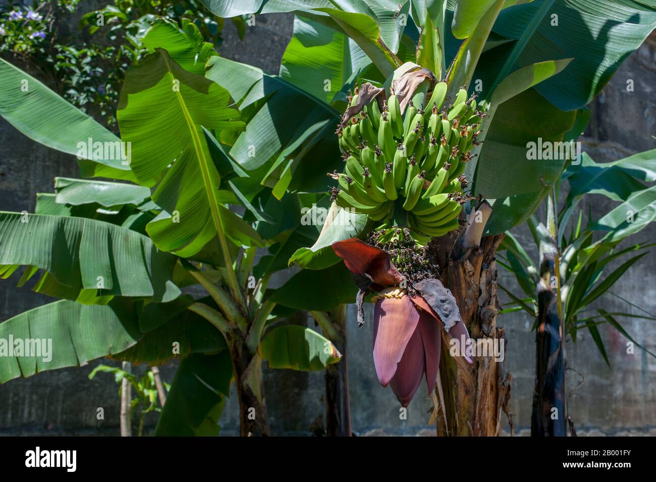 Une plante de banane avec fruits et fleurs au Musée National de San José, la capitale du Costa Rica. Banque D'Images