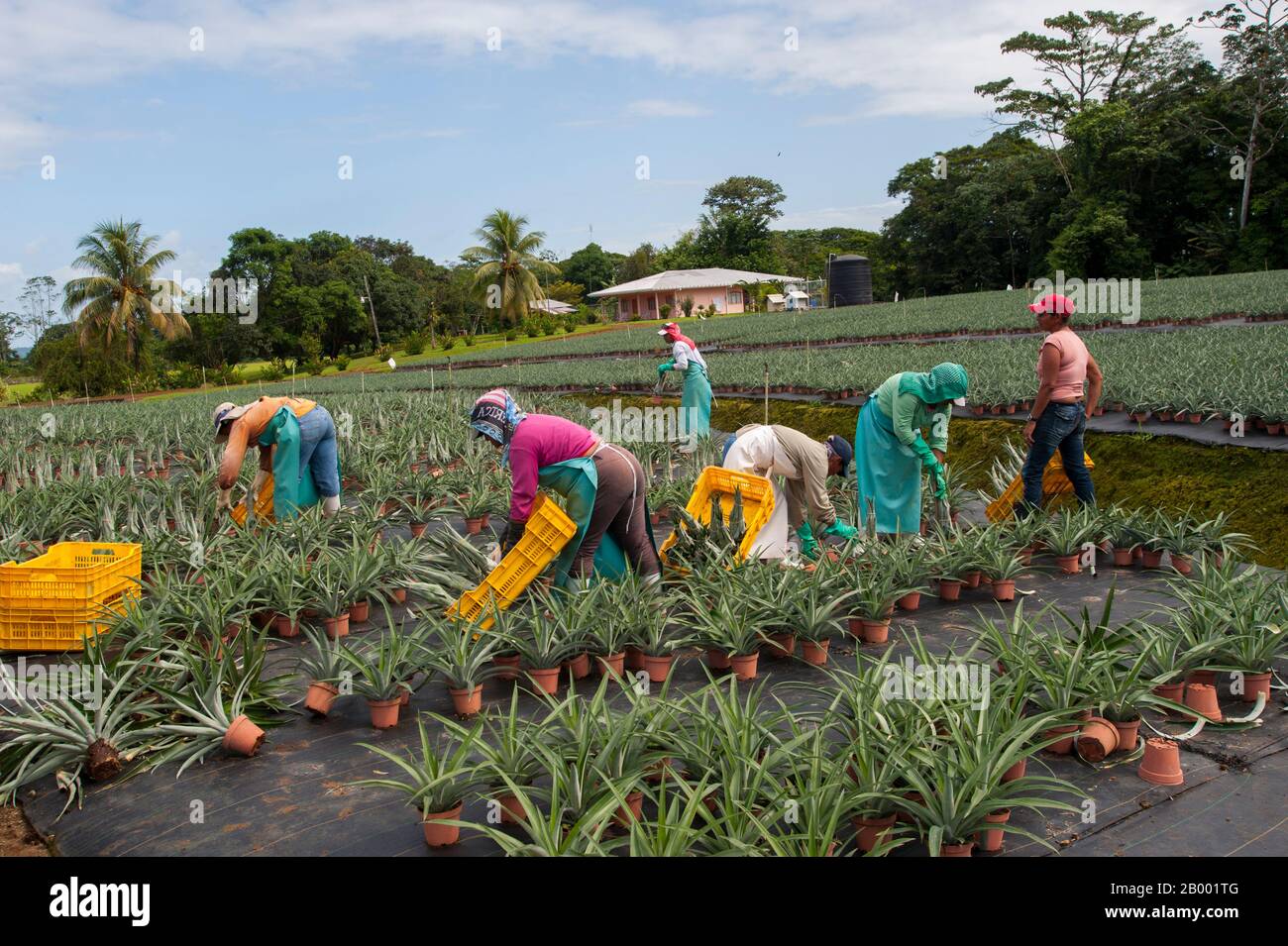 Travailleurs dans un champ d'ananas à la Finca Corsicana au Costa Rica, une ferme d'ananas appartenant à une compagnie du Texas, Collin Street Bakery. Banque D'Images